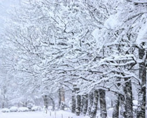 雪が降っている写真